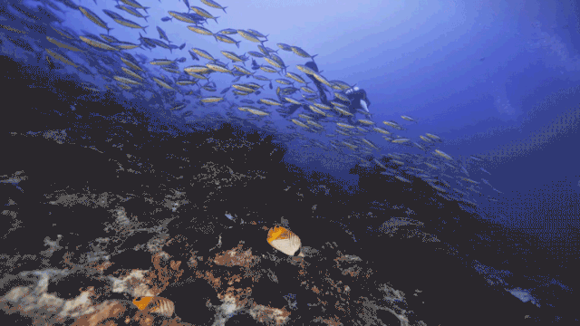 7.gif